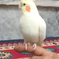 عروس هلندی ماده دستی سالم وسلامت .ضمانتی