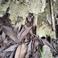 تیرچه چهار متری  ۹عدد ساخت سفارشی زیر قیمت