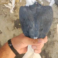 کبوتر شازده ماده|پرنده|اصفهان, مسجد مصلی|دیوار