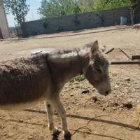 الاغ ماده ۵ ساله