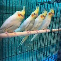 عروس هلندی در انواع رنگ فقط فقط ۶۵۰ت|پرنده|قائمشهر, |دیوار