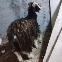 بز . بزغاله آبستن دو قلو جنس دار استثنایی|حیوانات مزرعه|تهران, افسریه شمالی|دیوار