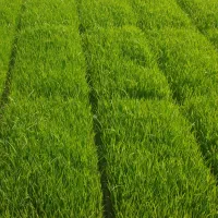 بانک نشا گل افزان