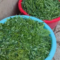 سبزی پاک میکنم می‌شورم در حضور مشتری خرد میکنم|خوردنی و آشامیدنی|سبزوار, پیام|دیوار
