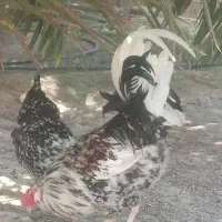 خروس گلین|حیوانات مزرعه|بندرعباس, |دیوار