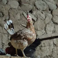 مرغ گلین|حیوانات مزرعه|آسارا, |دیوار