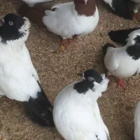 کبوتر طوقی .پرستویی. چپ .شصتی .پروازی همجوره|پرنده|لشت نشا, |دیوار