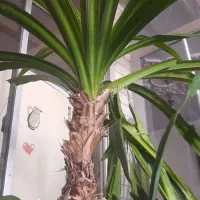 گل پاندانوس