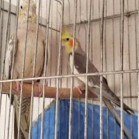 عروس هلندی عروس طوطی|پرنده|قزوین, |دیوار