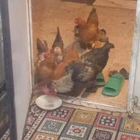 چهار مرغ و یک خروس فروشی