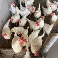 ۷ عدد مرغ تخمگذار