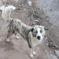 سگ چشم، ابی