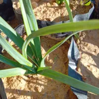 گل نرگس|گل و گیاه طبیعی|خفر, |دیوار