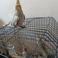 سلام سه تا عروس هلندی ماده