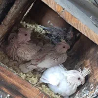 فروش طوطی از سرلاکی تا بالغ|پرنده|نوشهر, |دیوار