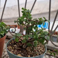 گل بنسای|گل و گیاه طبیعی|چهاردانگه (تهران), |دیوار