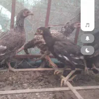 مرغ محلی برای فروش