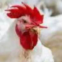مرغ زنده ماشینی قیمت مناسب تعداد بالا