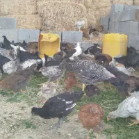 جوجه مرغ محلی