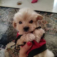 سگ مالتی پو سه ماهه