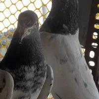 کبوتر پاکستانی  اصیل