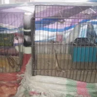 دو جفت مرغ عشق همراه با قفس|پرنده|لوشان, |دیوار