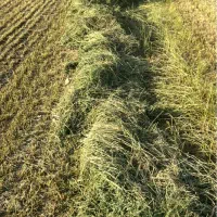 یونجه|خدمات باغبانی و درختکاری|بهبهان, |دیوار