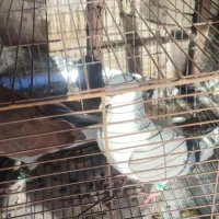 6تاپرنده ی بوم|پرنده|قزوین, |دیوار