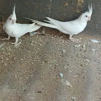 دو جفت عروس هلندی مولد