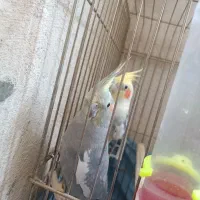 جفت عروس هلندی مولد|پرنده|سیرجان, |دیوار