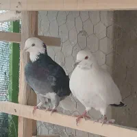 کبوتر پرشی .|پرنده|مبارکه, |دیوار