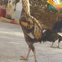 خروس‌ومرغ لاری اصل