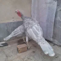 بوقلمون طوسی ،اسلیت