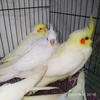 طوطی عروس نرمخوروعروس بالغ وجفت|پرنده|بهبهان, |دیوار