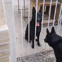 توله سگ ژرمن|سگ|املش, |دیوار