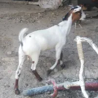 کهره نر|حیوانات مزرعه|خمیر, |دیوار