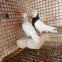 کبوترطوقی