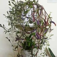 گل طبیعی|حراج|شیراز, زند|دیوار