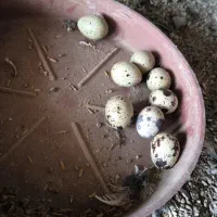 فروش فوری بلدرچین|حیوانات مزرعه|مرودشت, ژیان|دیوار