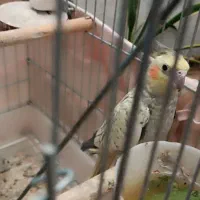 عروس هلندی مولد|پرنده|پاکدشت, حصار امیر|دیوار