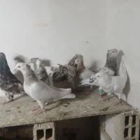 کبوتر هفرنگ کاکلی