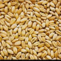 بذرگندم باسیلیو