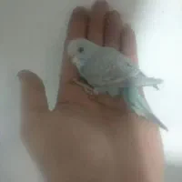 مرغ عشق سالم و قفس|پرنده|رشت, استقامت ۲|دیوار