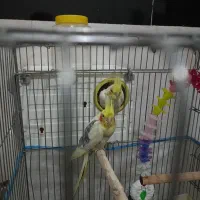 یه جفت عروس هلندی مولد