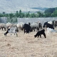بز کهره دار