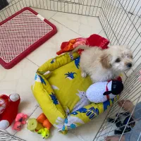 سگ مالتیپو سه ماهه