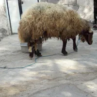 گوسفند نر|حیوانات مزرعه|بندرعباس, |دیوار
