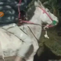 نریون درشور