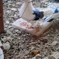 چهار عدد کبوتر نر|پرنده|یزد, |دیوار