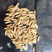 بذر درجه یک نورا